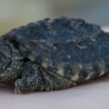 snapping turtles for sale