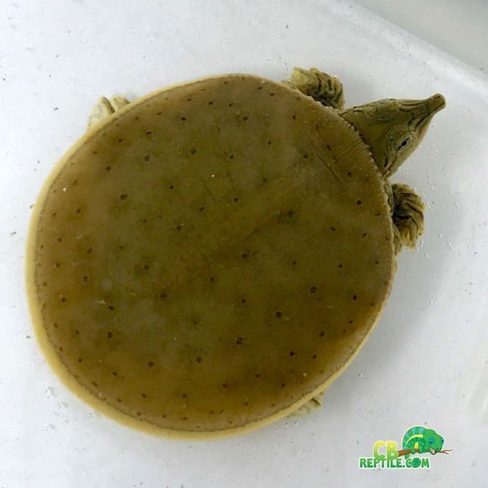 Spiny Softshell turtle - CB Reptile | Geckos for sale | Chameleons for ...