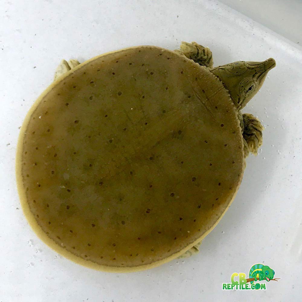 Spiny Softshell turtle - CB Reptile, Geckos for sale