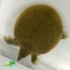 spiny soft shelled turtle