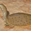 spiny softshell turtle