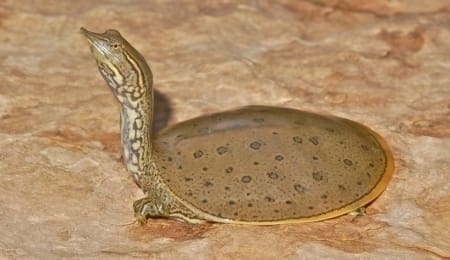 spiny softshell turtle