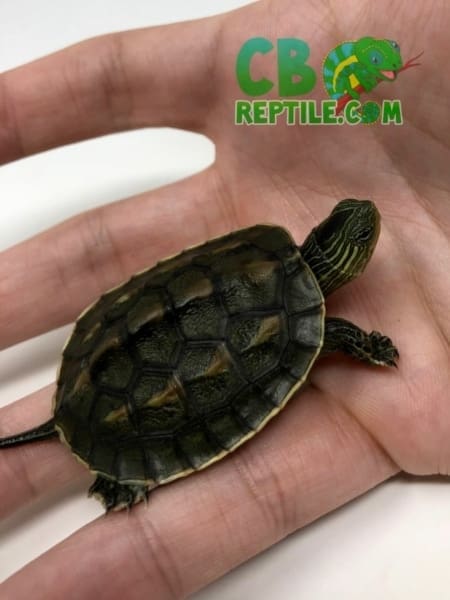baby Chinese Golden Thread Turtle