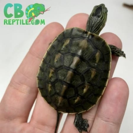 Chinese Golden Thread Turtle for sale