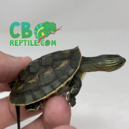 Chinese Golden Thread Turtle