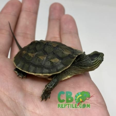 Chinese Golden Thread Turtle
