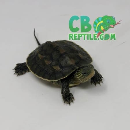 Chinese Golden Thread Turtle for sale