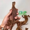 red iguana hatchling for sale