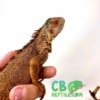 baby red iguana