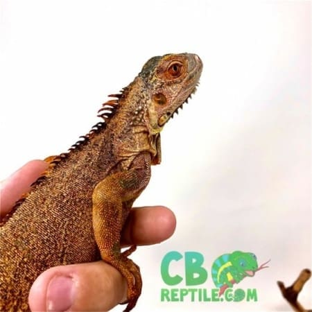 baby red iguana
