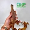 baby red iguana for sale