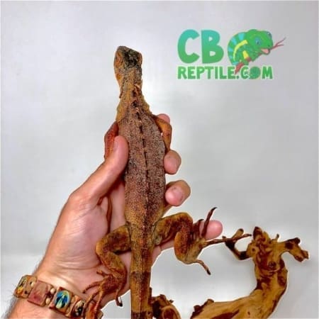 baby red iguana for sale