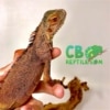 baby red iguana for sale
