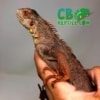 baby red iguana