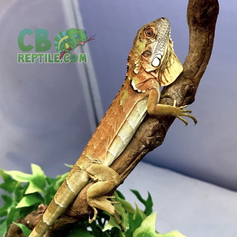 Green Iguana for sale online baby green iguanas for sale breeders