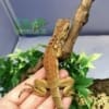 red iguanas for sale