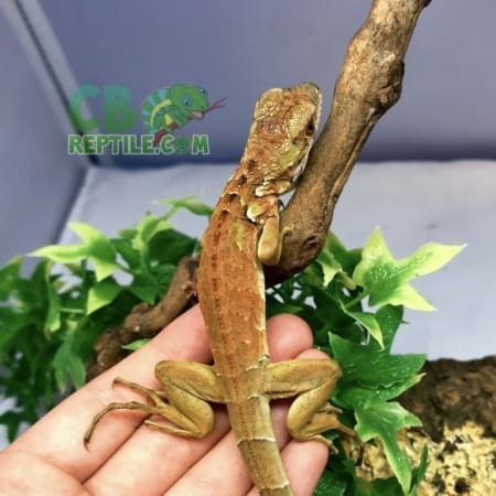 red iguanas for sale