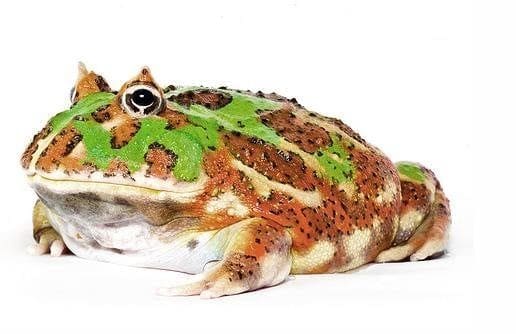 camo pacman frog