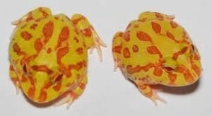 albino pacman frog for sale