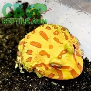 albino pacman frog for sale