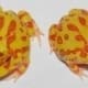 albino pacman frog for sale