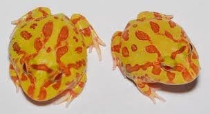 strawberry pineapple pacman frog for sale