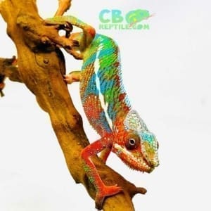 Ambilobe panther chameleon