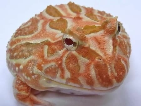 apricot pacman frog for sale