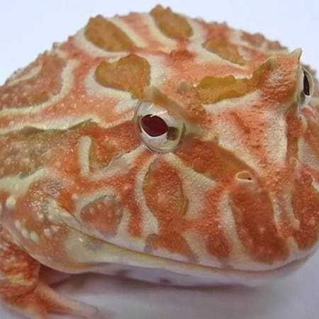 apricot pacman frog for sale