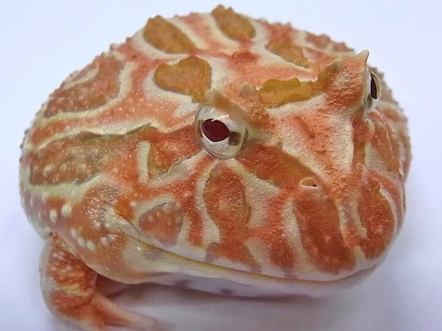 camo pacman frog