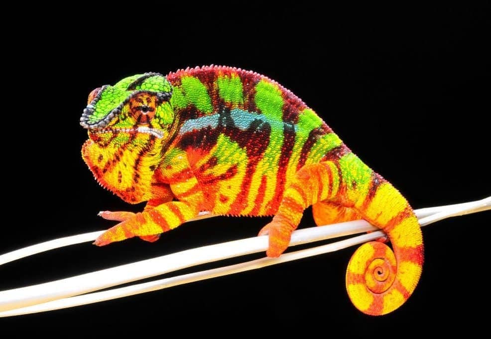 Baby panther chameleon for sale