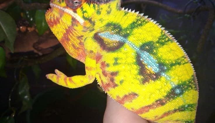 panther chameleon substrate panther chameleon substrate