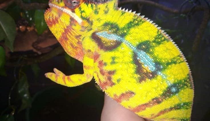 panther chameleon substrate