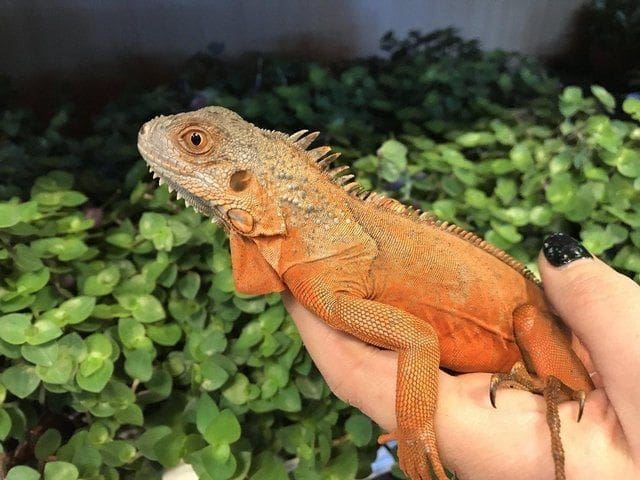 Red Iguana for sale online baby red iguanas for sale near ...