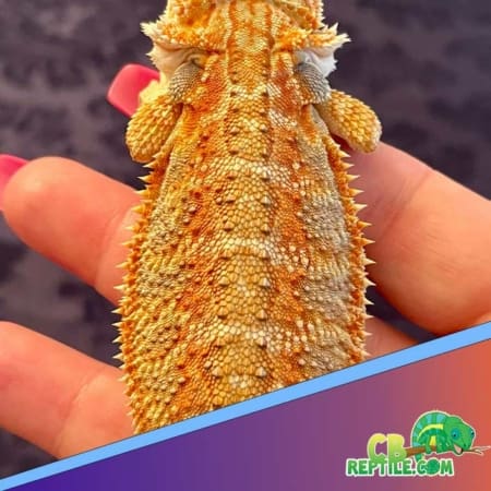 Citrus bearded dragon