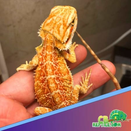 Citrus bearded dragon for sale