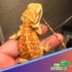 Citrus bearded dragon for sale