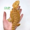 citrus bearded dragon for sale