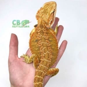 citrus bearded dragon