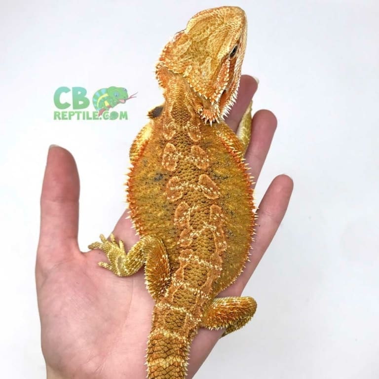 Baby bearded dragon for sale online Pet bearded dragons for sale