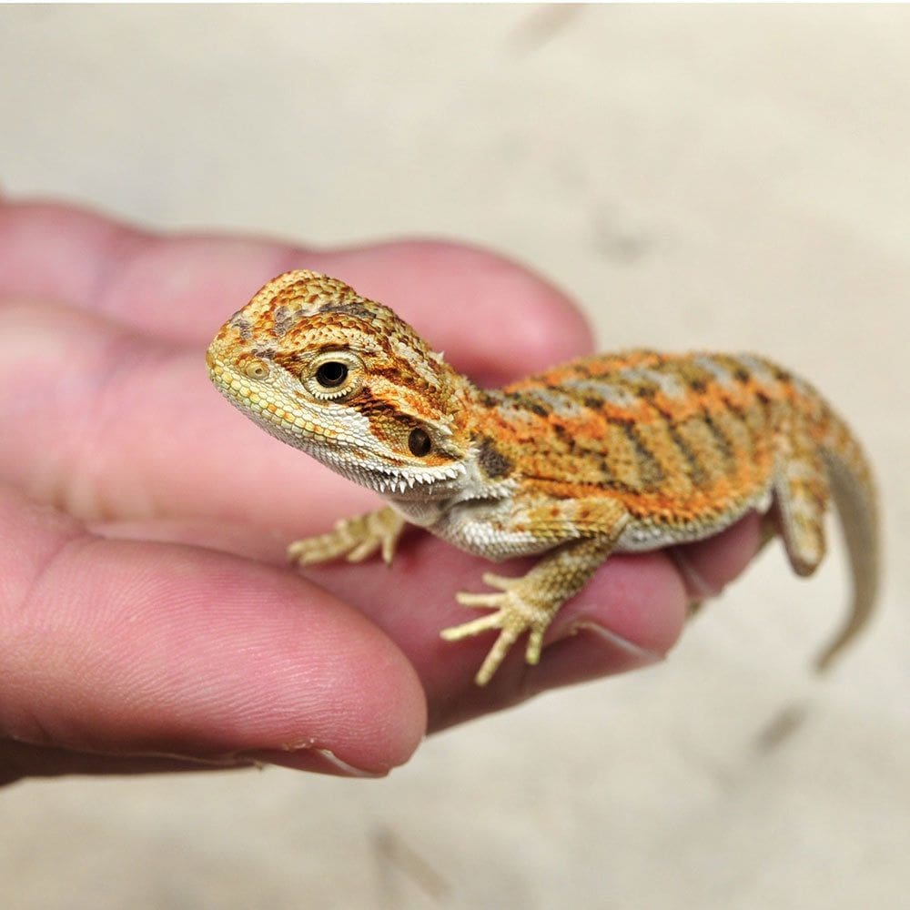 baby citrus bearded dragon for sale 