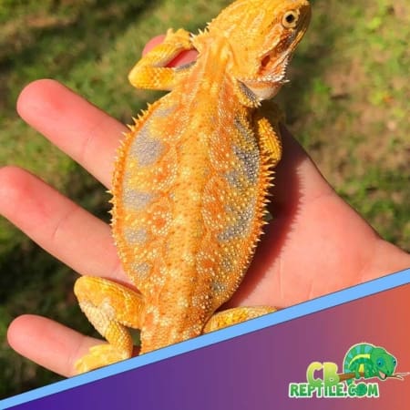 Citrus bearded dragon