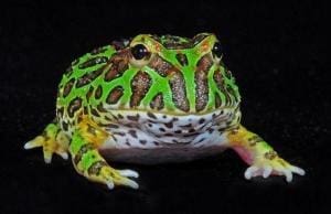 green pacman frog for sale