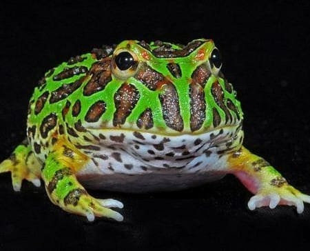 green pacman frog for sale