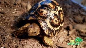 south african leopard tortoise