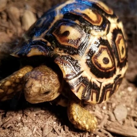 south african leopard tortoise