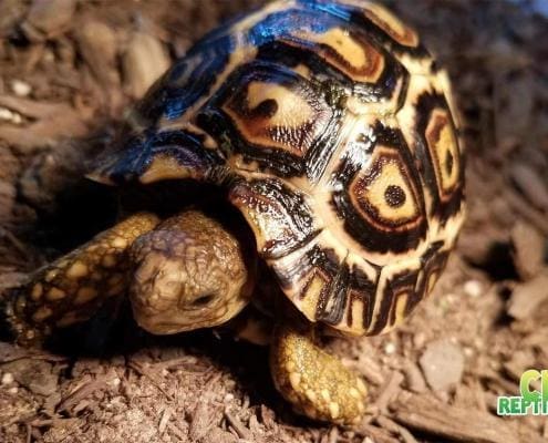 south african leopard tortoise