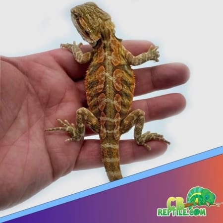 Leatherback bearded dragon