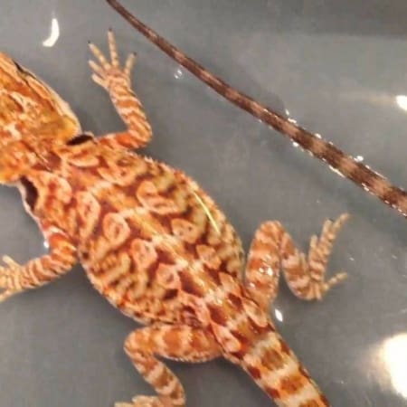 where can i buy a bearded dragon near me | Archives ...