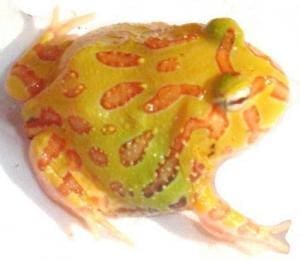 lemon albino pacman frog for sale